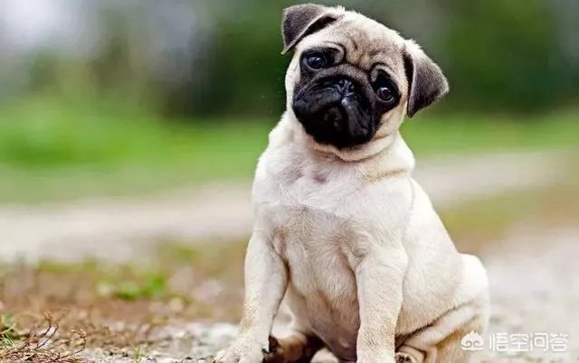 为什么养八哥犬的人那么少？