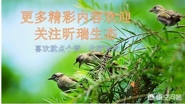什么是村村通?