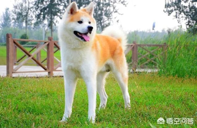哪些犬种在原产国享有“国宝”的美誉?