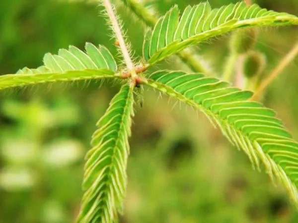 含羞草真的会害羞吗?