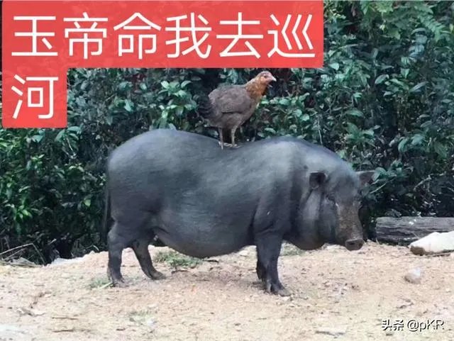 藏品在家不拿出去能私下交易吗?怎样才能把藏品卖出去?