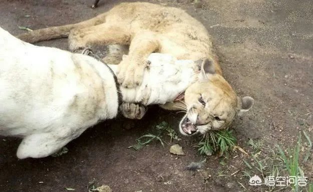 藏獒可以打得过杜高犬吗?为什么?