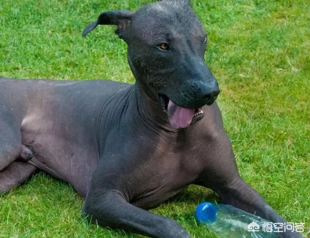 哪些犬种在原产国享有“国宝”的美誉?