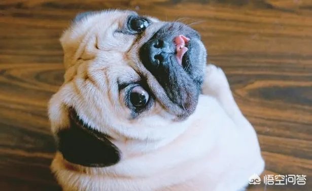 为什么养八哥犬的人那么少？