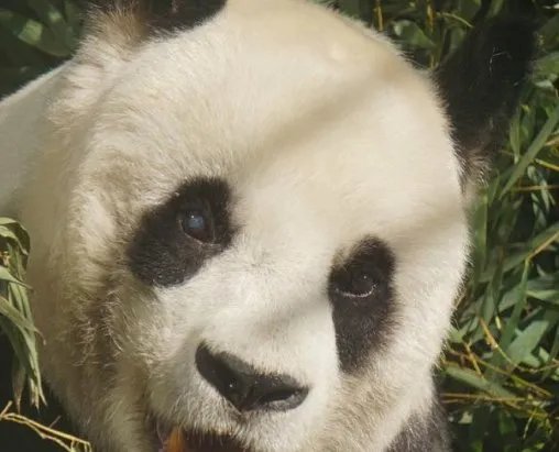 如何看待大熊猫雷雷去世的重要性呢?
