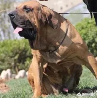 哪些犬种在原产国享有“国宝”的美誉?