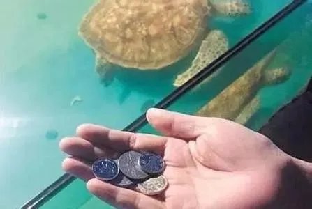 海龟误吞硬币死亡是怎么回事?