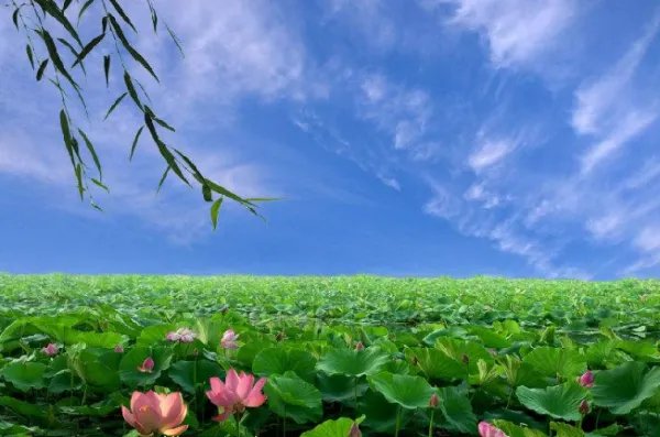 毕竟西湖六月中全诗