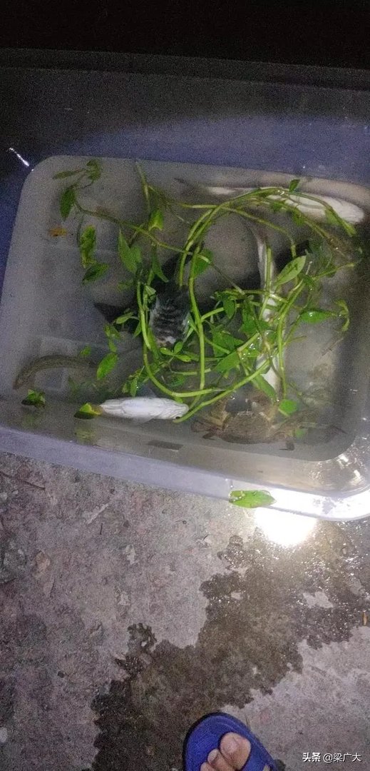 钓鲢鳙饵料配方?