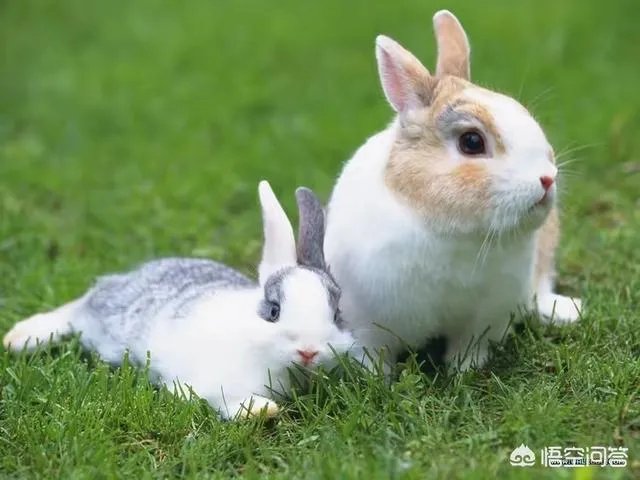 家兔养殖用什么饲料最好?