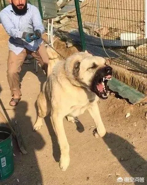 哪些犬种在原产国享有“国宝”的美誉?