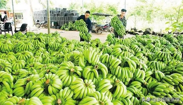 为什么今年广西香蕉价格不好？
