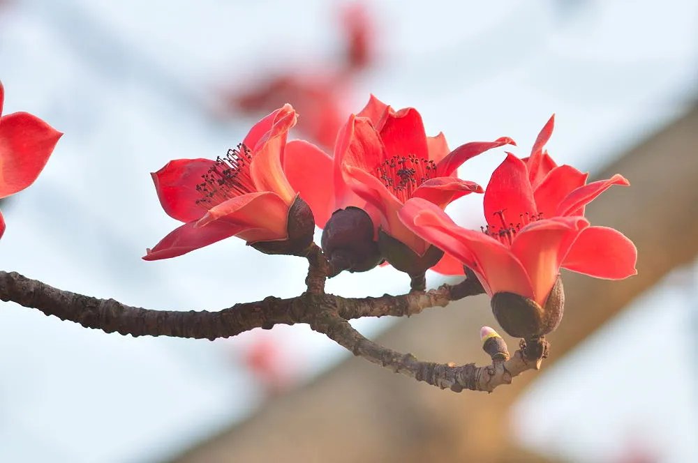 代表友情的花都有哪些 什么花代表友谊