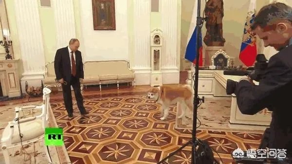 哪些犬种在原产国享有“国宝”的美誉?