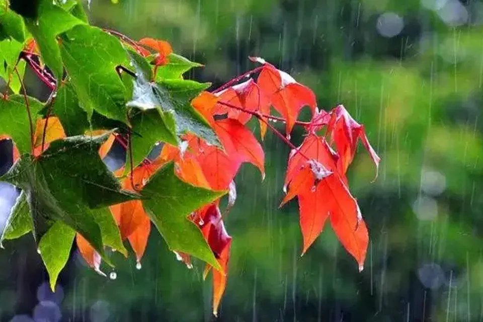 一场秋雨一场寒下一句 一场秋雨一场寒上一句