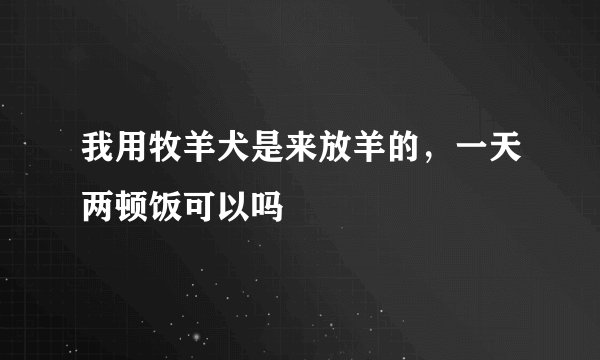 我用牧羊犬是来放羊的，一天两顿饭可以吗