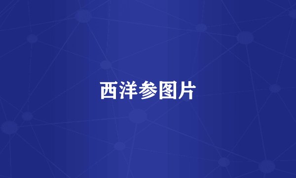 西洋参图片