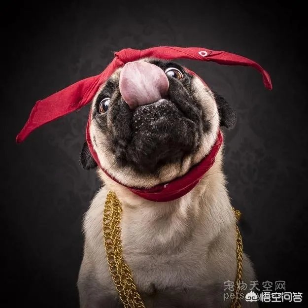 为什么养八哥犬的人那么少？