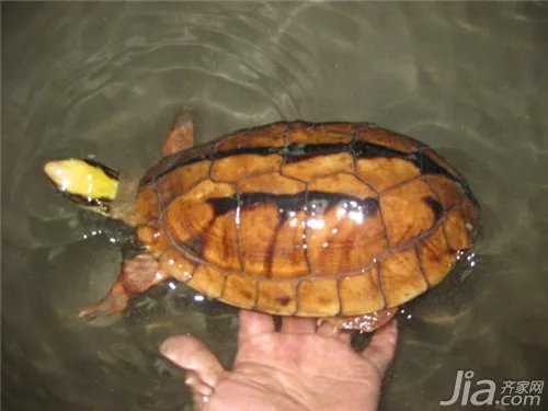小金钱龟怎么养?小金钱龟饲养方法