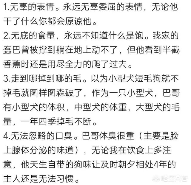 为什么养八哥犬的人那么少？