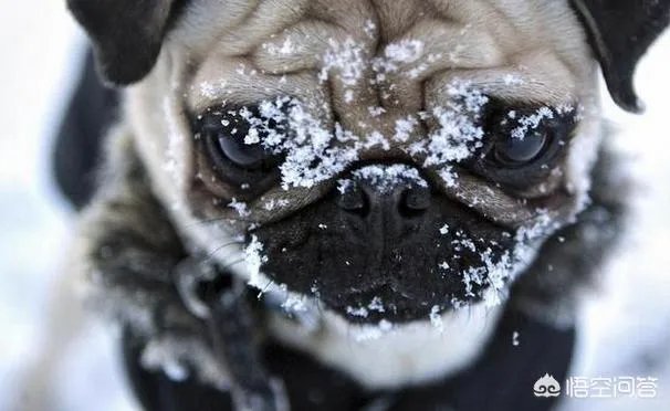 为什么养八哥犬的人那么少？