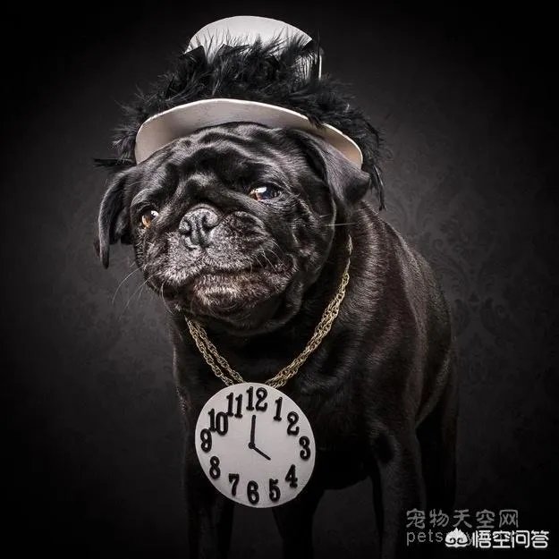 为什么养八哥犬的人那么少？