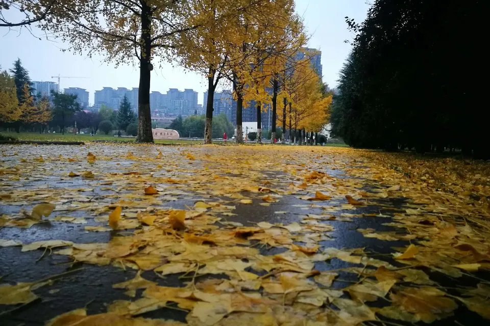 一场秋雨一场寒下一句 一场秋雨一场寒上一句