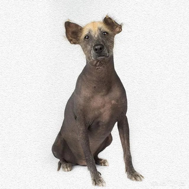 哪些犬种在原产国享有“国宝”的美誉?