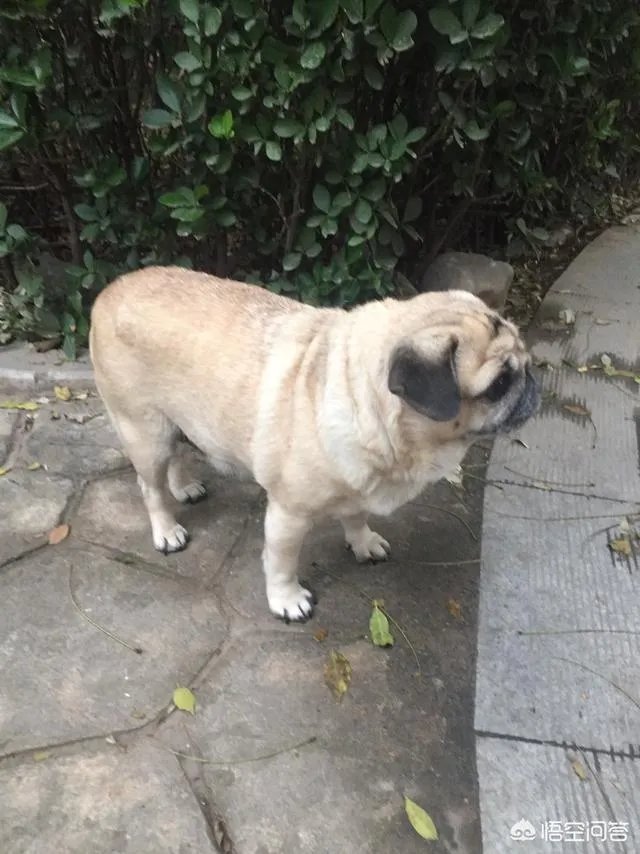 为什么养八哥犬的人那么少？