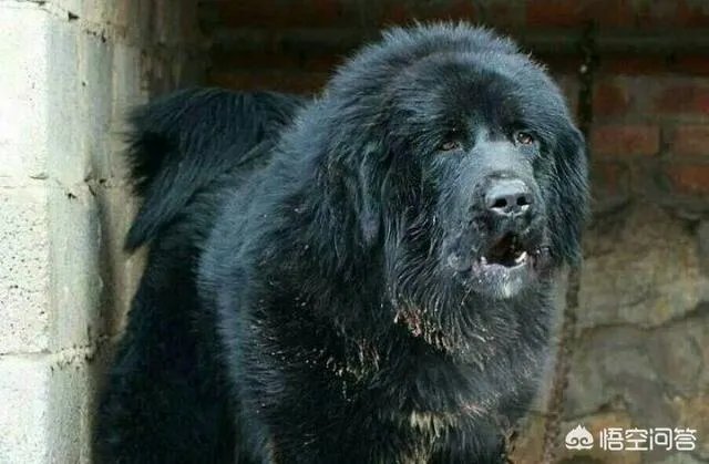 藏獒可以打得过杜高犬吗?为什么?