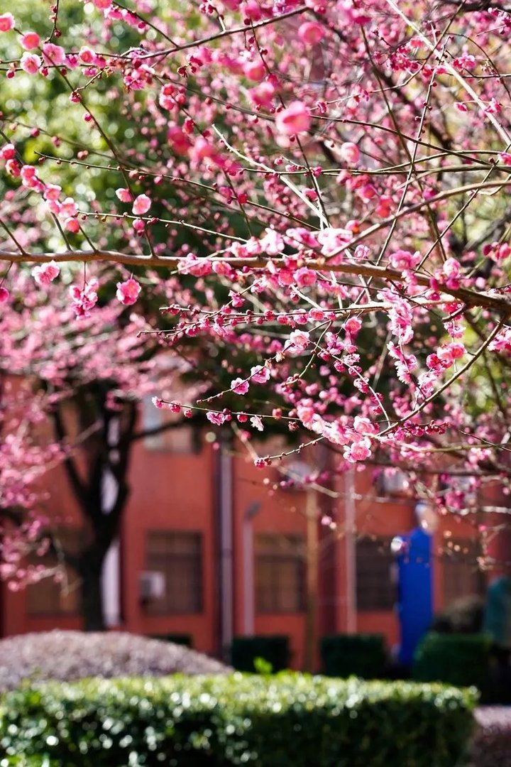 湖南师大附中