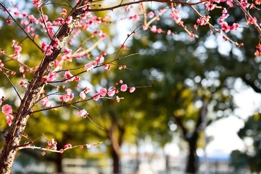 湖南师大附中