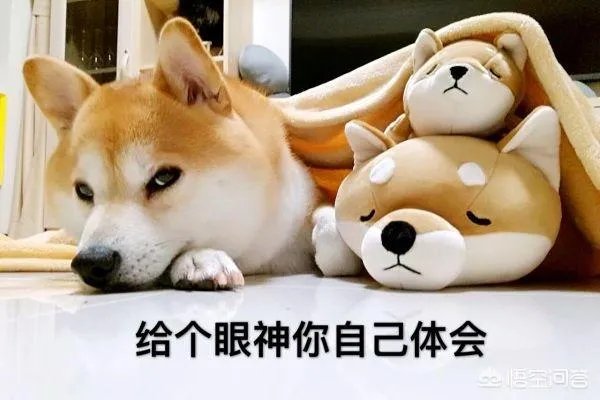 哪些犬种在原产国享有“国宝”的美誉?