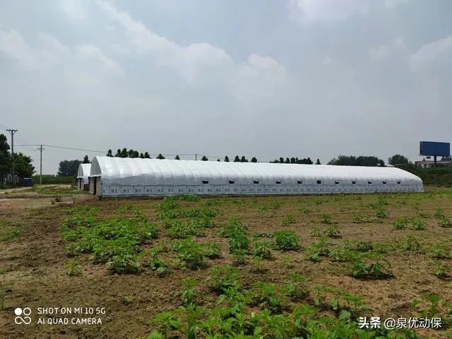 新型猪流感，你了解多少？