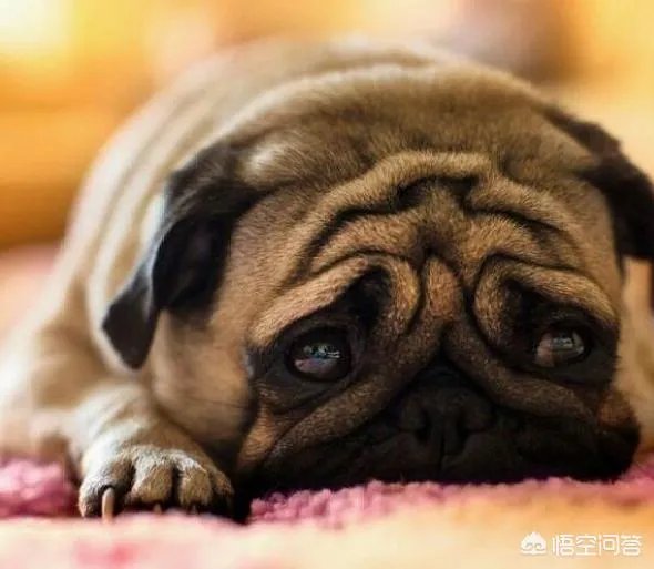 为什么养八哥犬的人那么少？