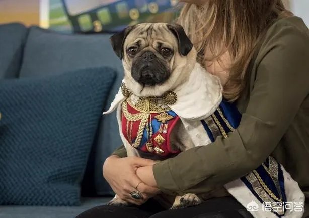 为什么养八哥犬的人那么少？