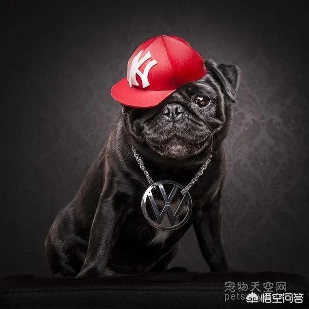 为什么养八哥犬的人那么少？