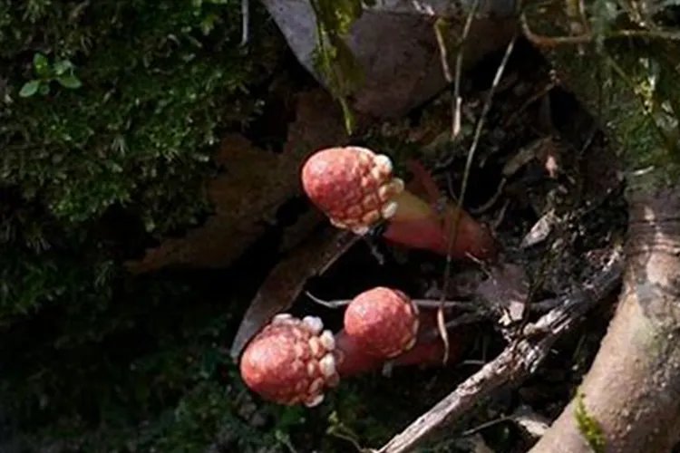 红冬蛇菰图片及药用价值