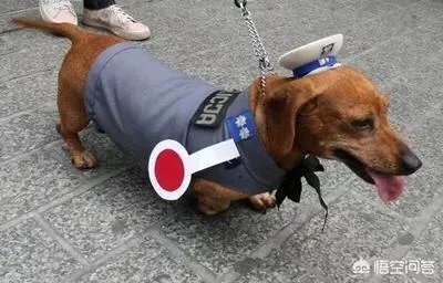 哪些犬种在原产国享有“国宝”的美誉?