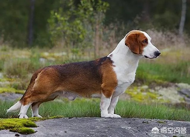 哪些犬种在原产国享有“国宝”的美誉?