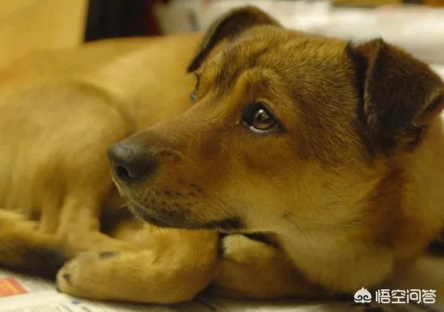 哪些犬种在原产国享有“国宝”的美誉?