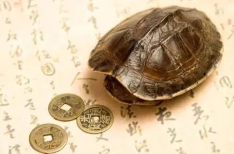 海龟误吞硬币死亡是怎么回事?
