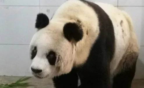 如何看待大熊猫雷雷去世的重要性呢?