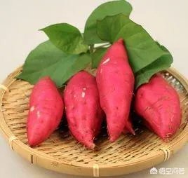 「王婆卖瓜,自卖自夸」中,王婆卖的是什么瓜?古代真的有吗?