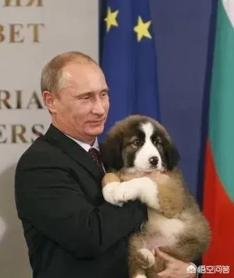 哪些犬种在原产国享有“国宝”的美誉?