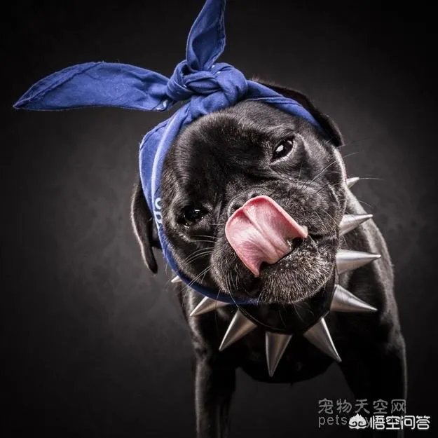 为什么养八哥犬的人那么少？