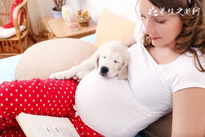 边境牧羊犬好养吗 边境牧羊犬饲养注意事项