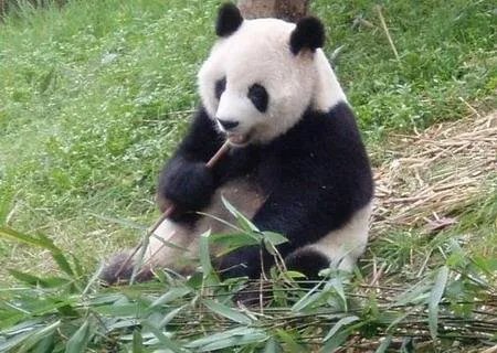 世上最年长熊猫迎38岁生日,这只大熊猫的身体状态如何?