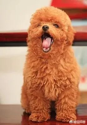 哪些犬种在原产国享有“国宝”的美誉?