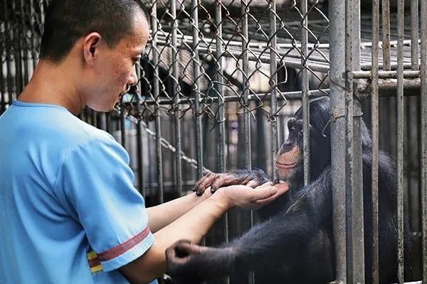 男子伸手进铁笼被老虎咬伤截肢,为啥驯兽师敢无视猛兽凶狠?